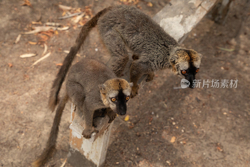 可爱的棕色狐猴(Eulemur fulvus)有橙色的眼睛。